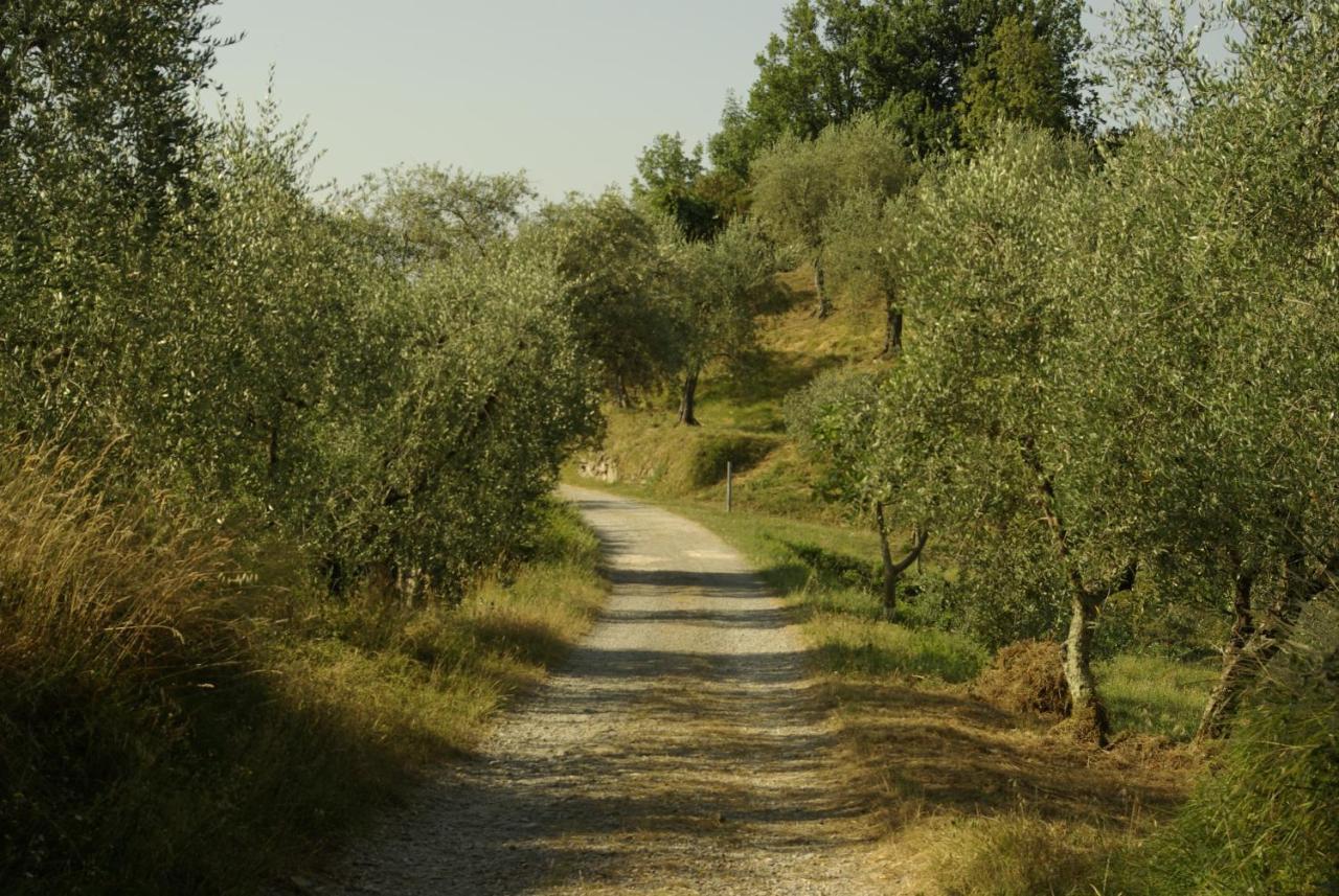 Aramo Verde Luaran gambar